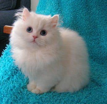 persiancat